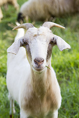 Image showing Billy goat