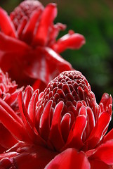 Image showing Red Flower