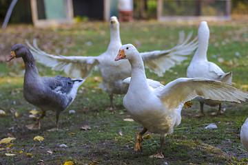 Image showing Geese in outdoor enclosure