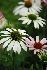 Image showing Flower