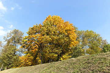 Image showing yellowed maple trees in the fall