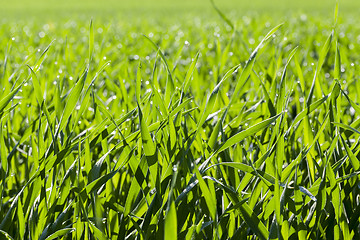 Image showing Field with cereal