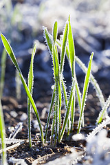 Image showing green wheat in a frost