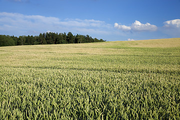 Image showing Field with cereal