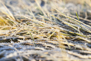 Image showing green grass in the frost