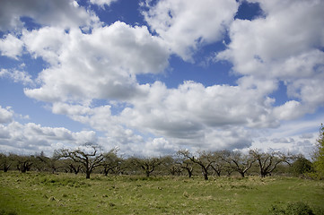 Image showing Orchard