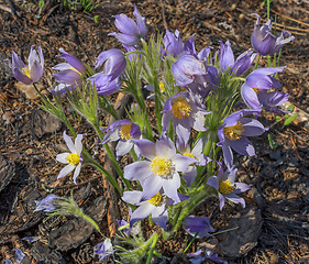 Image showing First spring flowers in the pine forest Sleep-grass or lumbago