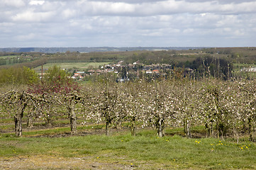 Image showing Orchard