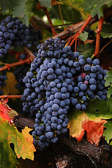 Image showing Ripe Reds