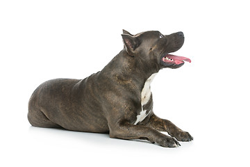 Image showing Beautiful amstaff dog