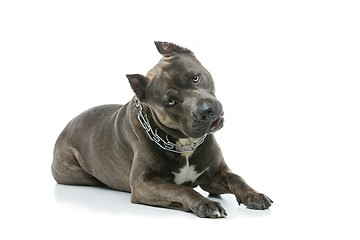 Image showing Beautiful amstaff dog