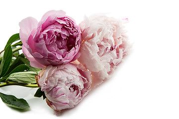 Image showing Beautiful peony flowers