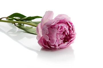 Image showing Beautiful peony flower