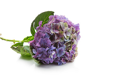 Image showing Beautiful hydrangea flower