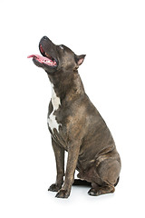 Image showing Beautiful amstaff dog