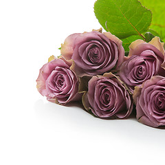 Image showing Beautiful tea rose flowers