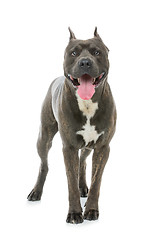 Image showing Beautiful amstaff dog