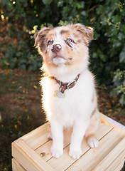 Image showing Purebred Australian Shepherd Puppy Stands on Wooden Crate