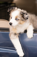 Image showing Purebred Australian Shepherd Puppy Leans Out Car Window