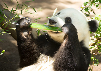 Image showing Endangered Animal Wildlife Giant Panda Eating Bamboo Stalk