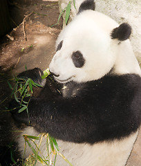 Image showing Endangered Giant Panda Eating Bamboo Stalk