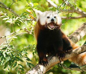 Image showing Red Panda Wild Animal Panting Stands Tree Limb