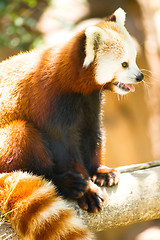 Image showing Red Panda Wild Animal Resting Sitting Tree Limb