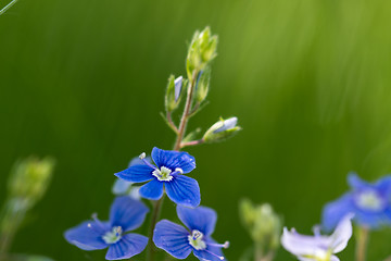 Image showing Tiny blue summer flower