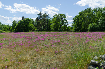 Image showing Field with purple flowers