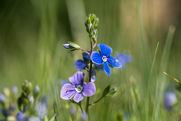 Image showing Blue summer flowers