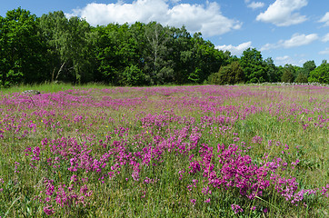 Image showing Purple summer meadow