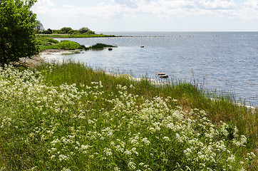 Image showing Summer flowers by the coast