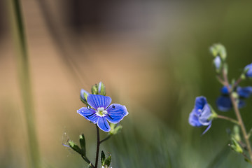 Image showing Single small summer flower