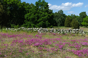 Image showing Purple summer flowers in a landscapel