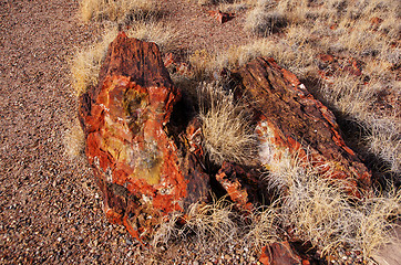 Image showing Petrified-Forest-National-Park, Arizona, USA