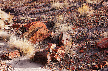 Image showing Petrified-Forest-National-Park, Arizona, USA