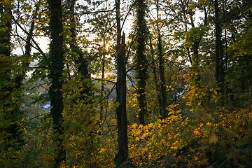 Image showing Autumn Forest