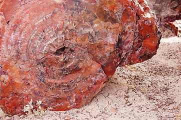 Image showing Petrified-Forest-National-Park, Arizona, USA