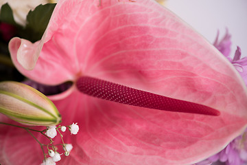 Image showing close up colorful flowers