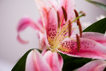 Image showing close up colorful flowers