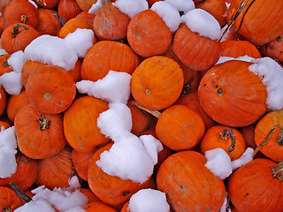 Image showing Pumpkins_1