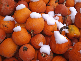 Image showing Pumpkins_1