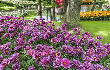 Image showing Tulip field in Keukenhof Gardens, Lisse, Netherlands