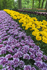 Image showing Tulip field in Keukenhof Gardens, Lisse, Netherlands