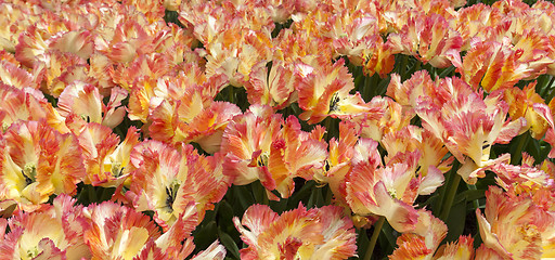 Image showing The tulip field in Netherlands