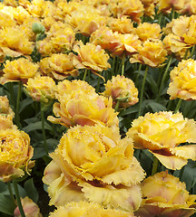 Image showing Tulip field in Keukenhof Gardens, Lisse, Netherlands