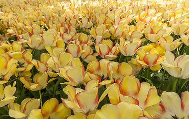 Image showing Tulip field in Keukenhof Gardens, Lisse, Netherlands