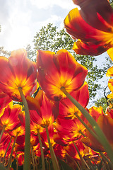 Image showing Tulip field in Keukenhof Gardens, Lisse, Netherlands