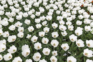 Image showing Tulip field in Keukenhof Gardens, Lisse, Netherlands