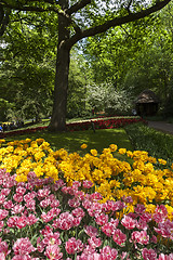 Image showing The tulip field in Netherlands